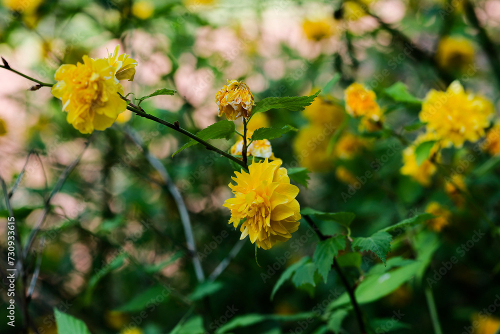 黄色いヤマブキの花