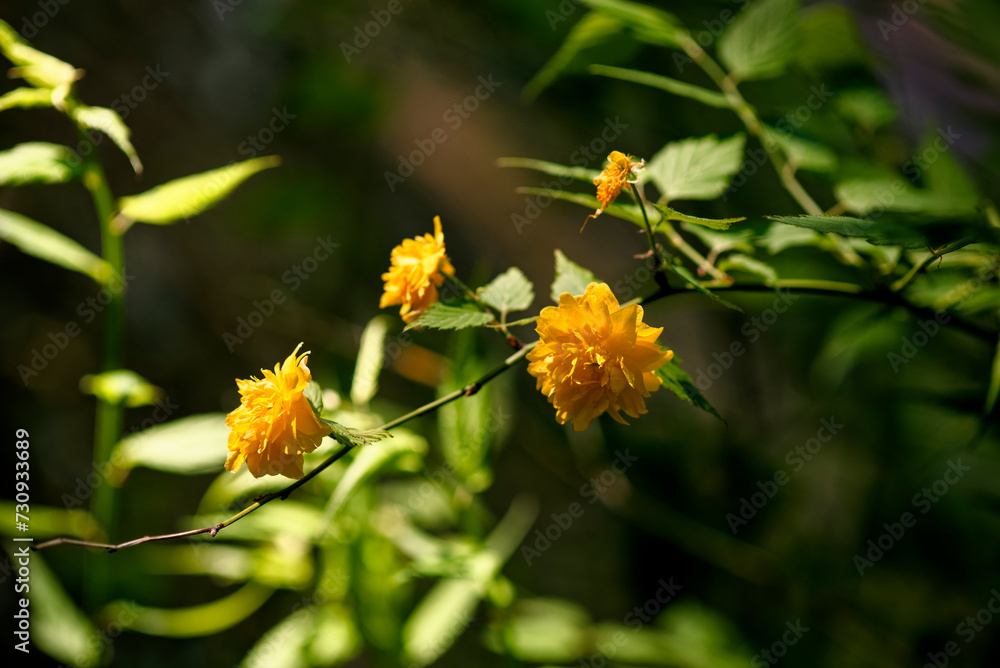 黄色いヤマブキの花 黄色いヤマブキの花