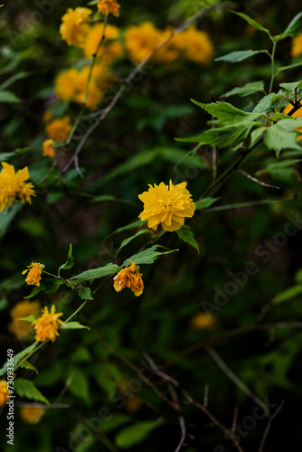 黄色いヤマブキの花