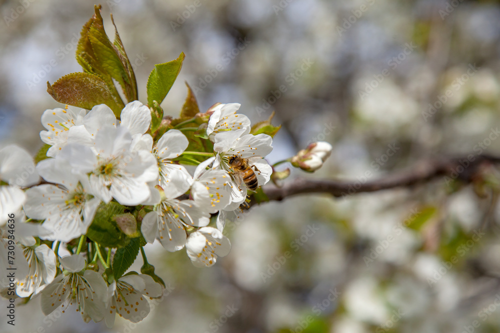 Close up view of working honeybee on white flower of sweet cherry tree. Collecting pollen and nectar to make sweet honey. Close up view of working honeybee on white flower of sweet cherry tree. Collecting pollen and nectar to make sweet honey.