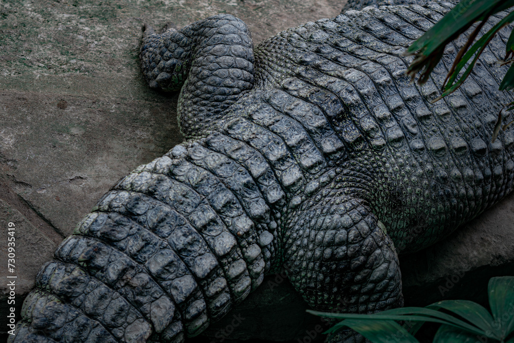 Fototapeta premium alligator skin pattern