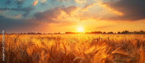 The sun is casting a golden afterglow over a wheat field, painting the sky with hues of orange. The natural landscape is bathed in warm sunlight as dusk approaches.