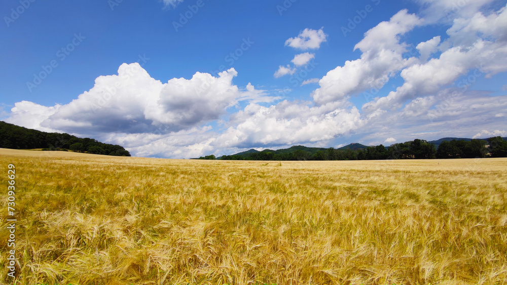 Fototapeta premium Panorama of an agriculture wheat field. Wheat field on an agriculture farm