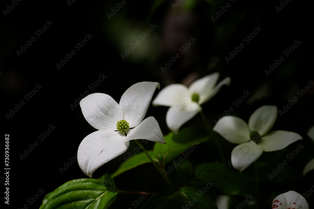 Obraz premium 白い山法師の花