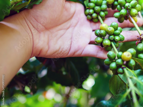 Raw coffee beans in hands,arabica coffee berries with agriculturist hands, Raw green coffee beans  in hand farmer, fresh coffee, raw green berry branch, agriculture on coffee tree