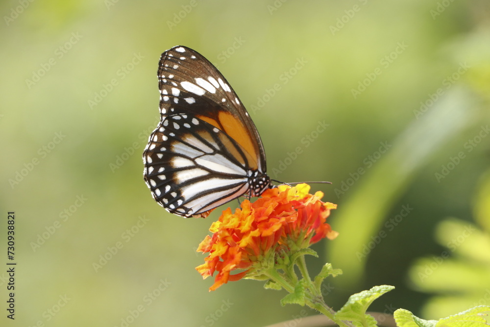 butterfly on flower butterfly on flower