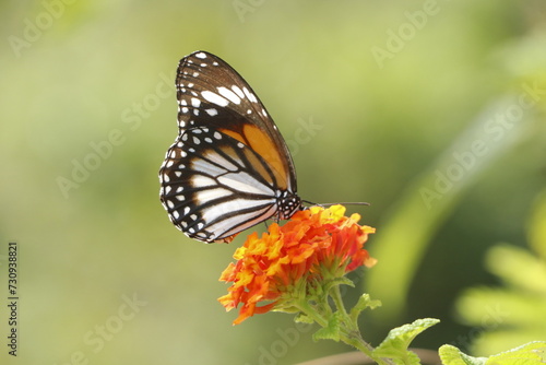 butterfly on flower © Mardili