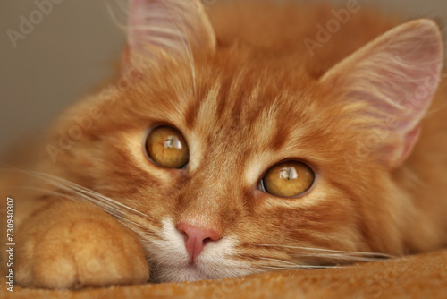 Ginger beautiful fluffy Cat lies close up. Ginger cat portrait at home. Fluffy red cat lying on dark background © Mariia