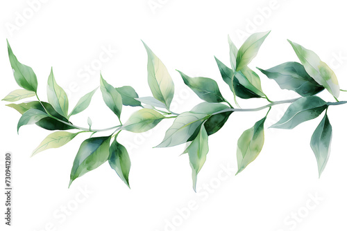 watercolor leaves illustration of branches on white background  photo
