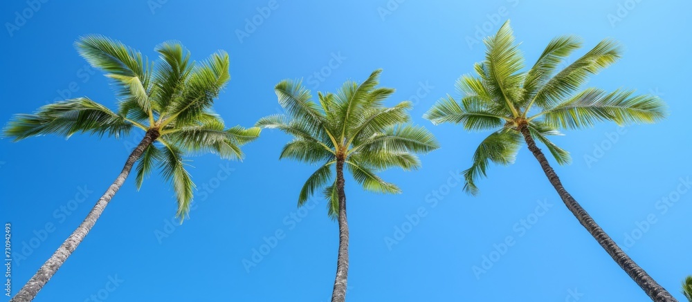 Three coconut trees in Waikiki, Hawaii, sway with green leaves against a bright blue sky, known as a renowned beach spot. Three coconut trees in Waikiki, Hawaii, sway with green leaves against a bright blue sky, known as a renowned beach spot.