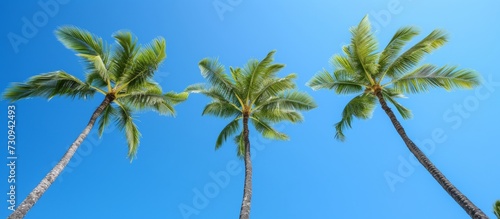 Three coconut trees in Waikiki, Hawaii, sway with green leaves against a bright blue sky, known as a renowned beach spot.