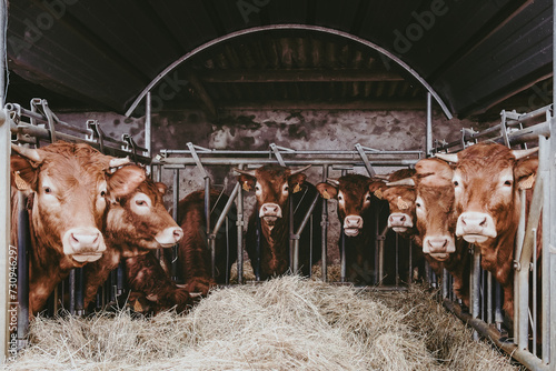 Vaches Rousses photo