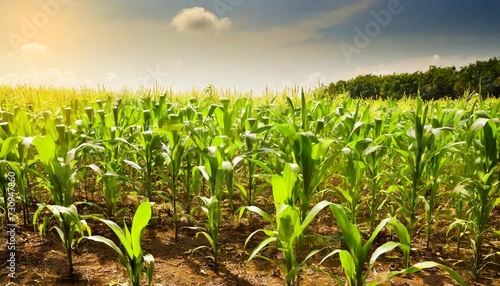 corn field in early morning light