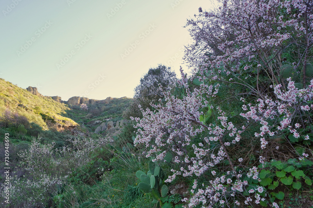 Almond trees in bloom near Valsequillo, Gran Canaria. In the months of January and February, thousands of almond trees bloom in this area of the island, turning the landscape pink Almond trees in bloom near Valsequillo, Gran Canaria. In the months of January and February, thousands of almond trees bloom in this area of the island, turning the landscape pink