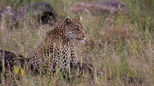 a female leopard close-up