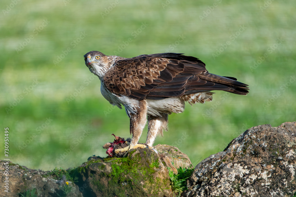 Fototapeta premium Beautiful close up portrait of a Bonelli's Eagle from the side looking around while protecting its food on a rock and vegetation on the sides in Sierra Morena, Andalusia, Spain. Europe