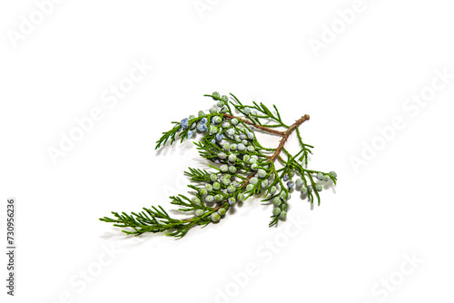 Branches of plants on a white background. Thuja, branches in the background.
