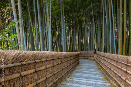 A Bamboo Grove at Adashino Nenbutsuji Temple in Kyoto, Japan