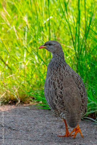 An adult Natal Spurfowl (Pternistis natalensis) wanders on the verge of a road in Pilanesberg Game Reserve, North West. photo