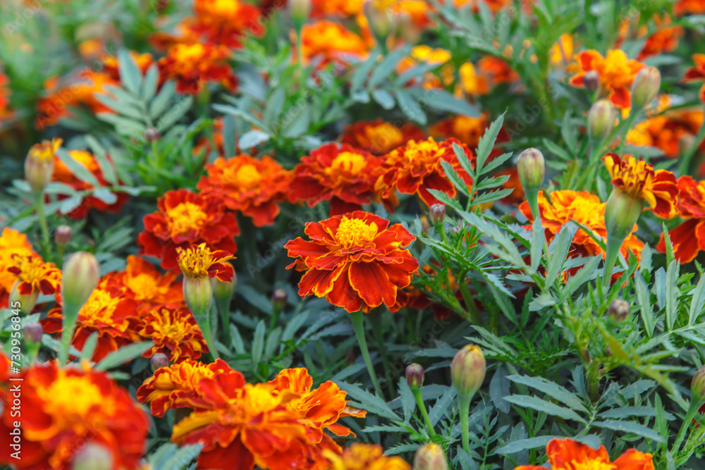 Orange marigolds flower on a green background on a summer sunny day macro photography. Blooming tagetes flower with red petals in summer, close-up photo. Orange marigolds flower on a green background on a summer sunny day macro photography. Blooming tagetes flower with red petals in summer, close-up photo.