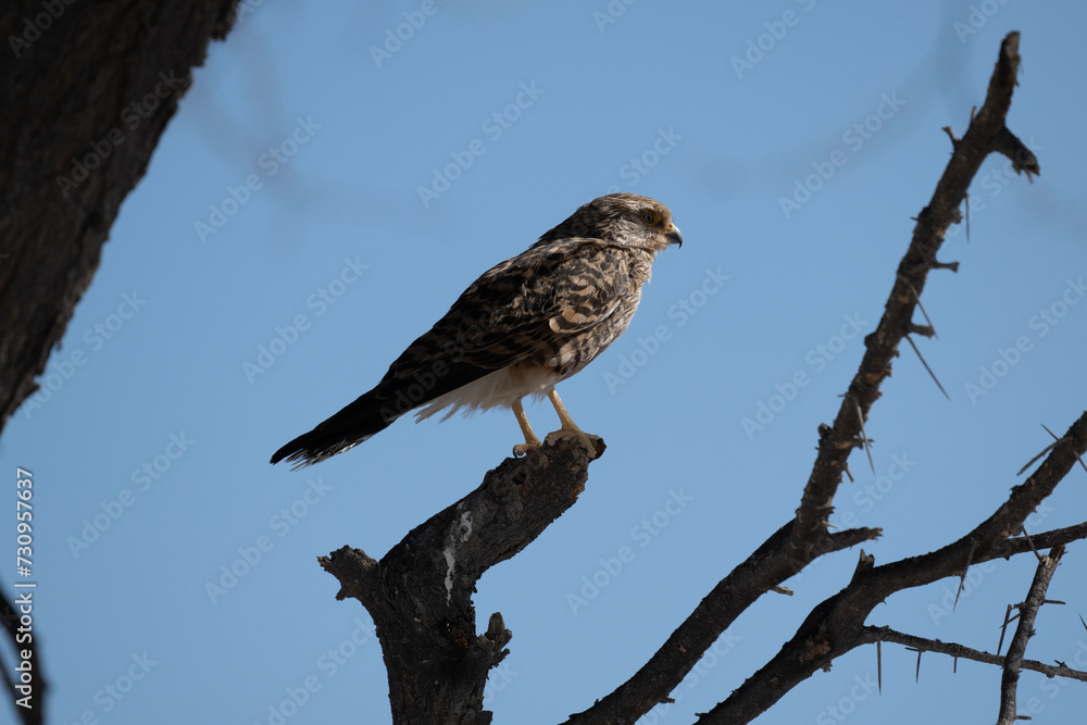 Common buzzard hunting in the wild on a summer day in Kenya Common buzzard hunting in the wild on a summer day in Kenya