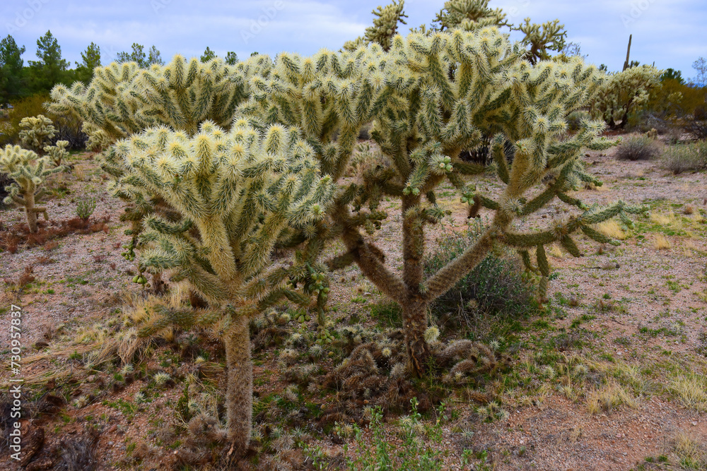 Cholla cactus, Sonora Desert, Mid Spring Cholla cactus, Sonora Desert, Mid Spring