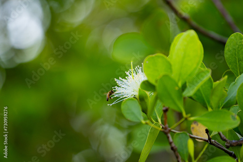 Mangrove flowers and honeybees, Ishigaki Island