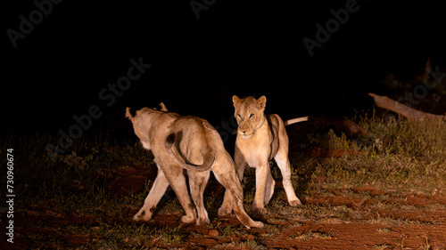 night time lioness in the dark