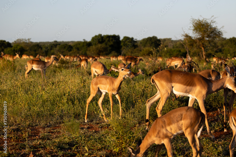 a large impala herd in golden light a large impala herd in golden light