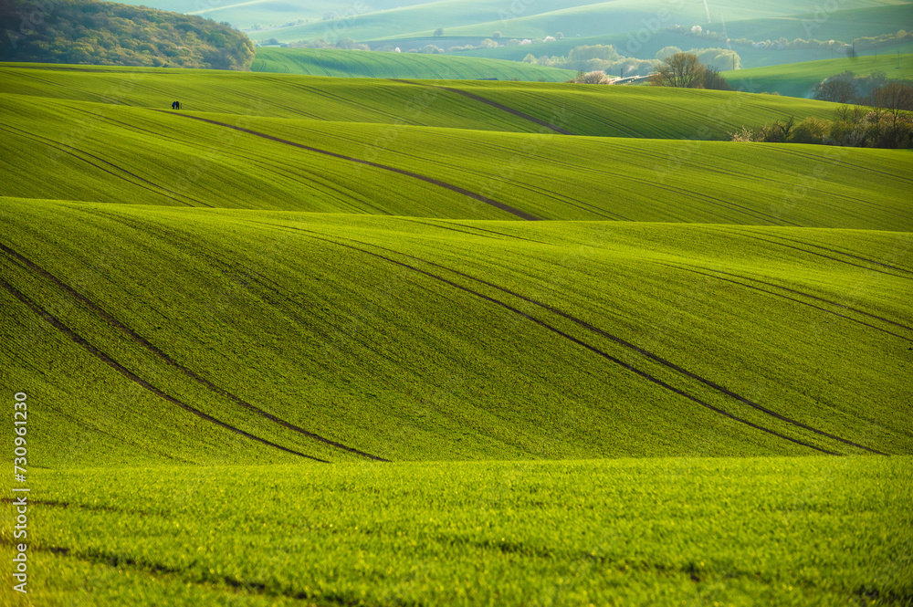 Wavy Fields of South Moravian, Moravia, South Moravia, Czech republic
