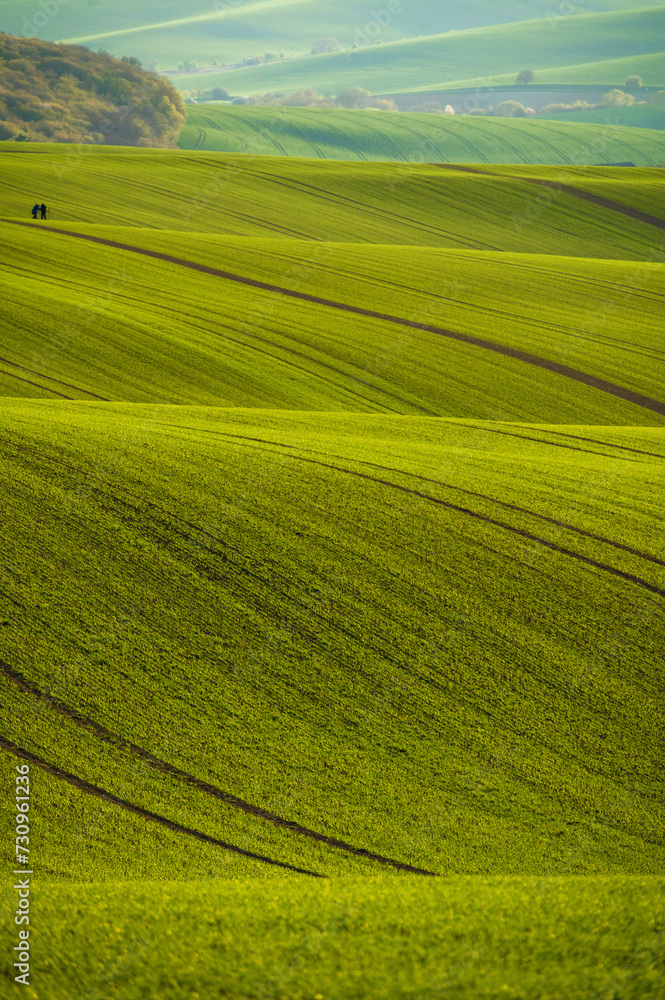 Wavy Fields of South Moravian, Moravia, South Moravia, Czech republic
Wavy Fields of South Moravian, Moravia, South Moravia, Czech republic