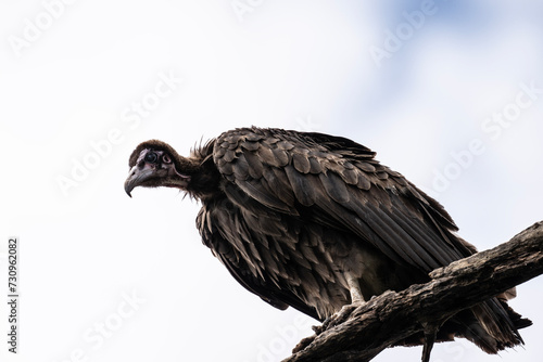 Brown vulture in natural conditions sits on a tree and hunts on a summer day in Kenya
