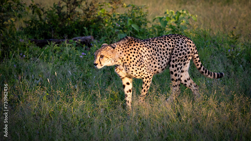 A cheetah in golden light early morning