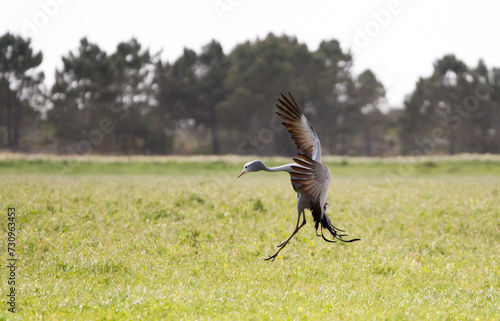 Blue crane bird (Grus paradisea) jumping in the air during mating dance or courtship ritual, Western Cape, South Africa photo
