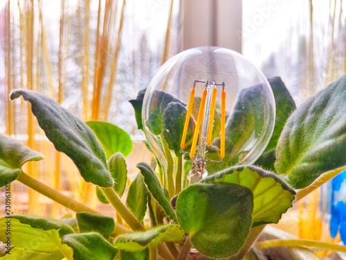 A transparent glass lamp in a green violet plant like a flower. The end of the environmental friendliness of energy-saving LED lamps photo