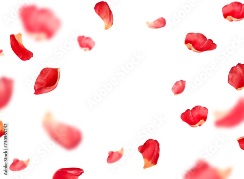 Fototapeta Naklejka Na Ścianę i Meble -  red petals fly in a circle, on an isolated white background
