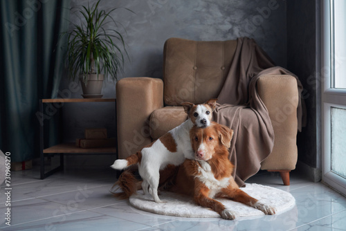 A Nova Scotia Duck Tolling Retriever and a Jack Russell Terrier dogs playfully interact on a plush rug, their affectionate bond highlighted in a modern home