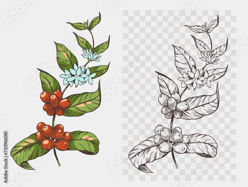 Coffee plant with beans, Arabica. realistic sketch, vector illustration, hand drawn, black outline on a transparent background