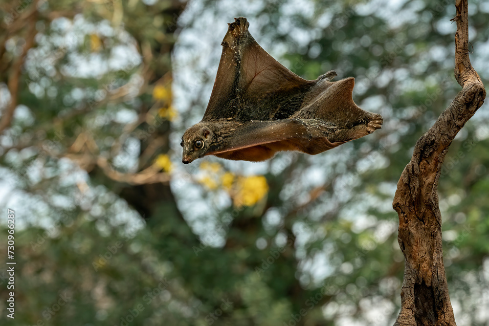 Fototapeta premium Flying lemur in the rainforest of Java, Indonesia.