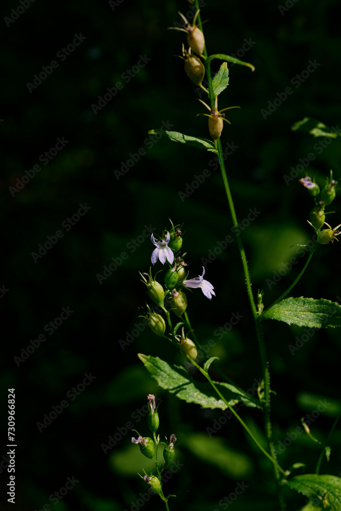 Obraz premium ロベリア