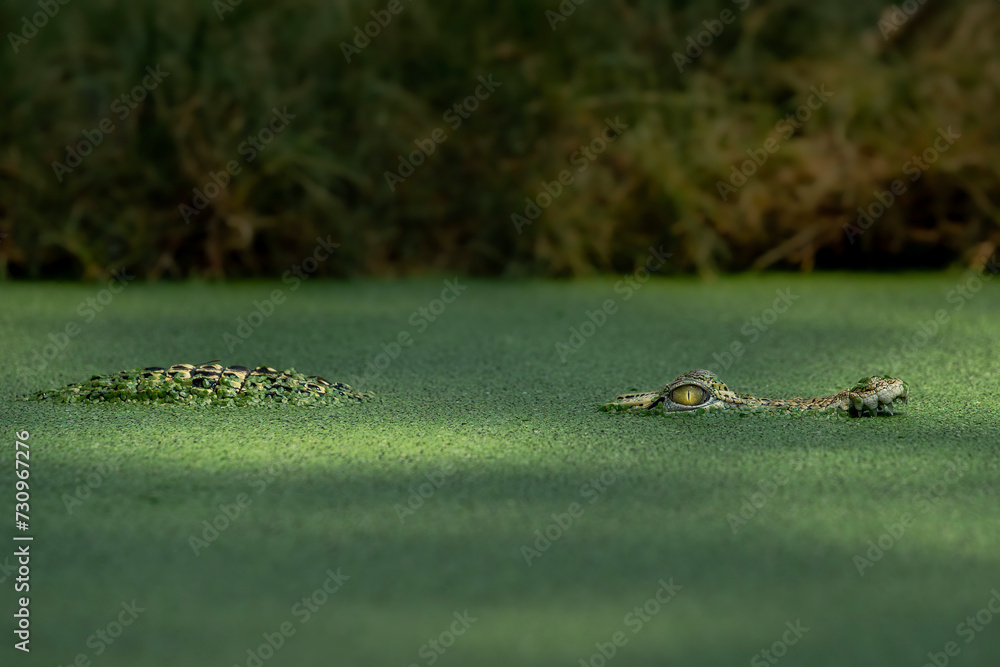 The Saltwater Crocodile Crocodylus porosus in the river on Borneo Biology Diagrams
