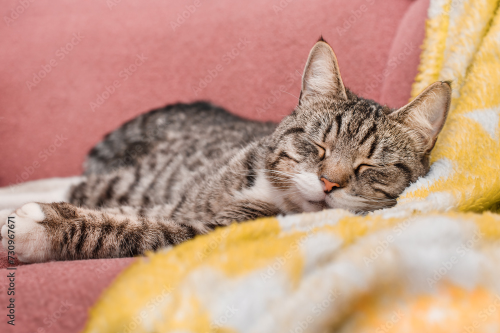 cute tabby gray cat sleeping on the sofa