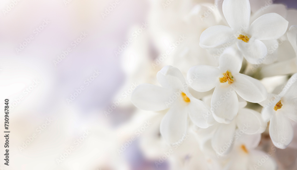 natural background with white small cherry flowers natural background with white small cherry flowers