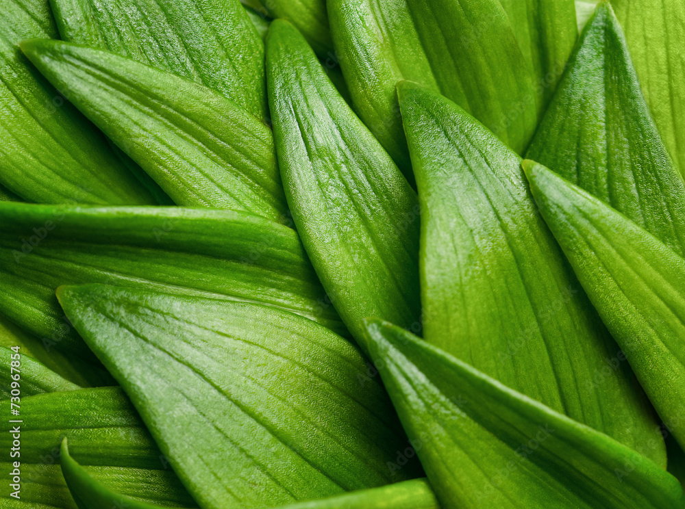natural background of fresh green leaves natural background of fresh green leaves
