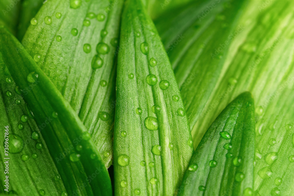 natural background of leaves with water drops natural background of leaves with water drops