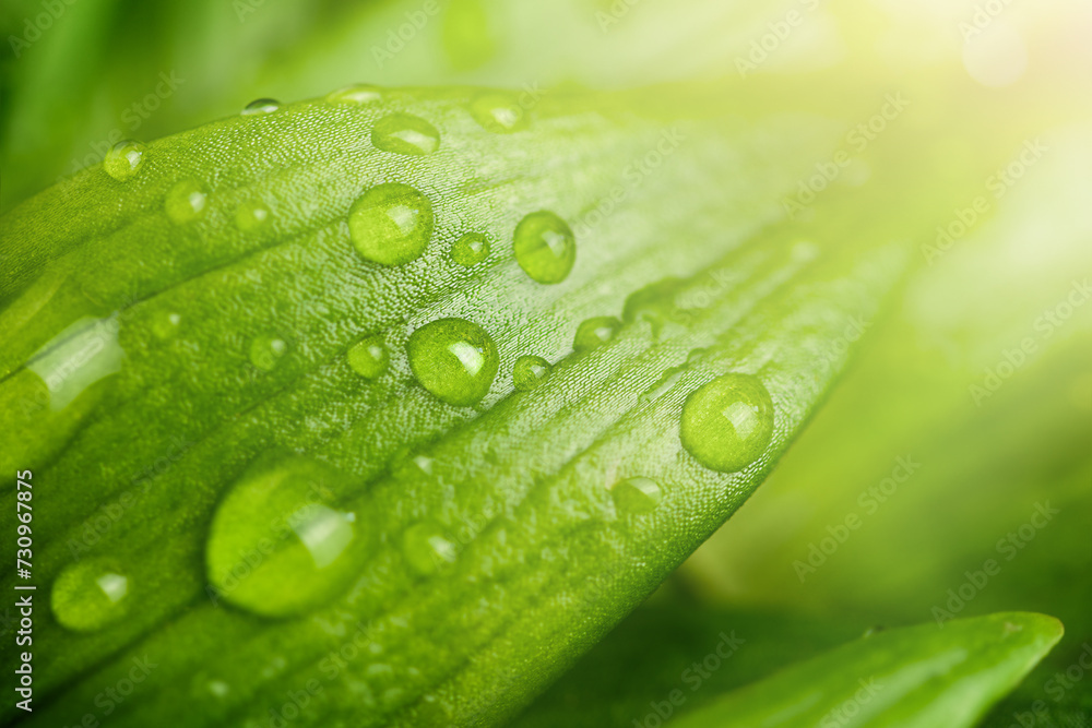 natural background with green leaves in dew drops natural background with green leaves in dew drops