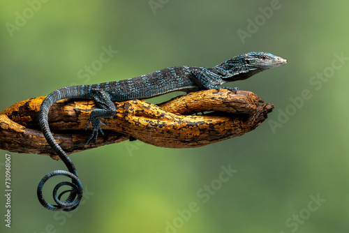 Blue Tree Monitor or Varanus macraei, is a species of monitor lizard found on the island of Batanta, Papua, Indonesia.  photo