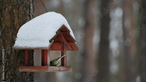 Wild Parus major (Great tit) bird with yellow feathers eats seeds from wooden bird feeder covered with snow in winter forest. Caring and help for birds in winter. Wild animal care theme photo