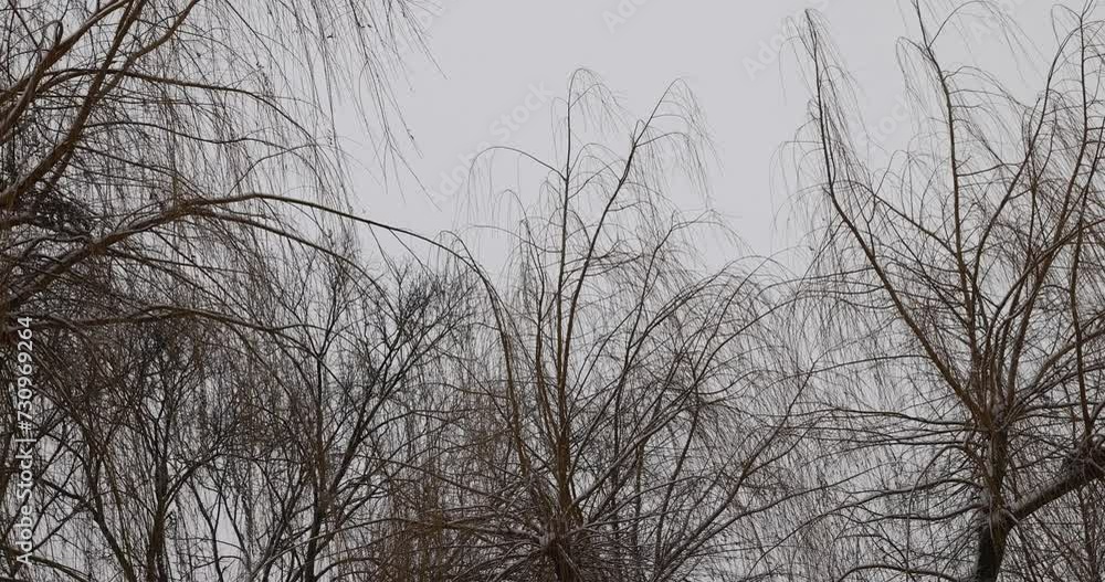 deciduous trees without foliage in winter during a snowstorm, falling snow in winter on trees without foliage deciduous trees without foliage in winter during a snowstorm, falling snow in winter on trees without foliage