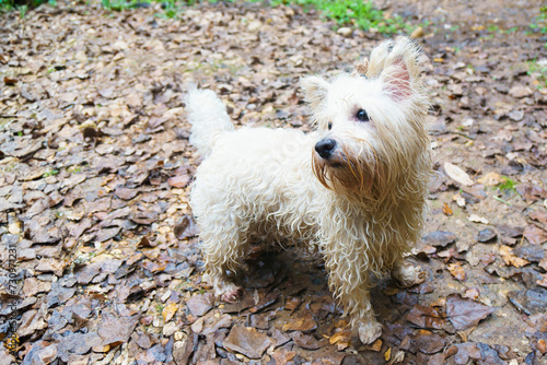 Purebred West Highland White Terrier dog wet on leaf-covered ground in a forest.